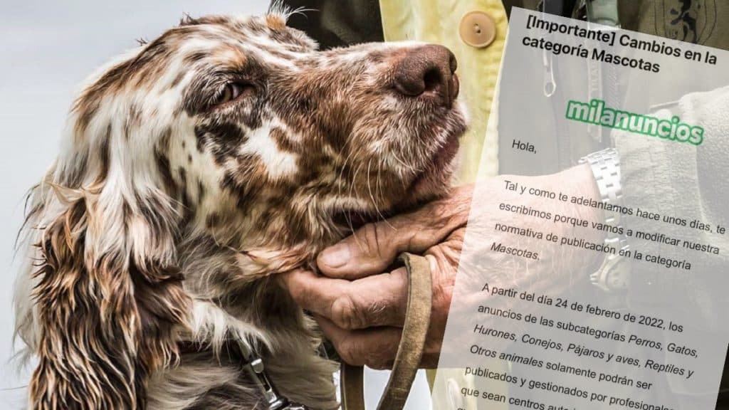 Milanuncios prohibirá anunciar perros, gatos y otros animales particulares