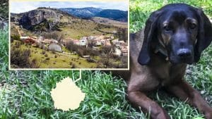 Este perro es Congo y se ha perdido, su dueño lo busca desesperadamente y ofrece una recompensa