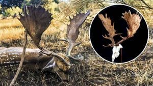 Confirmado: cazan en una finca abierta de Madrid el gamo más grande de España