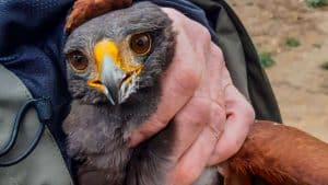 Capturan a un águila de Harris que atacaba a los vecinos de un pueblo de Albacete