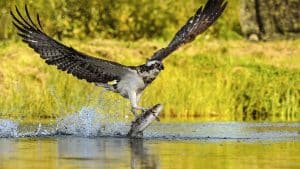Dos sociedades de caza de Valencia son premiadas por colaborar en la recuperación del águila pescadora