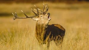 Seis balas ideales para cazar el ciervo en rececho