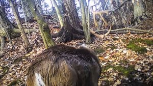 Una cámara trampa graba el momento exacto en el que un ciervo desmoga