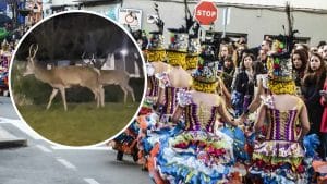 Dos ciervos se cuelan en Navalmoral de la Mata (Cáceres) en pleno Carnaval