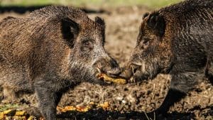 Ponen en marcha tres talleres gratis para cazadores, ganaderos y veterinarios para prevenir la PPA en España 
