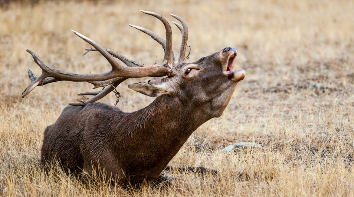 Un ciervo con la cuerna recién descorreada. © Shutterstock