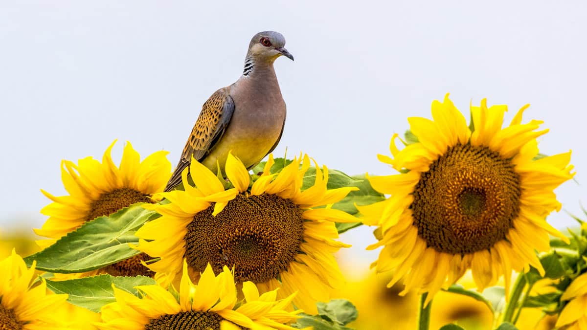 Europa permite sembrar girasol en los barbechos por la guerra de Ucrania:  así afectará a la caza