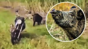 Un jabalí acosado por dos perros ataca la moto de un cazador