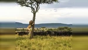 Un león se sube a un árbol para salvarse del ataque de una manada de búfalos