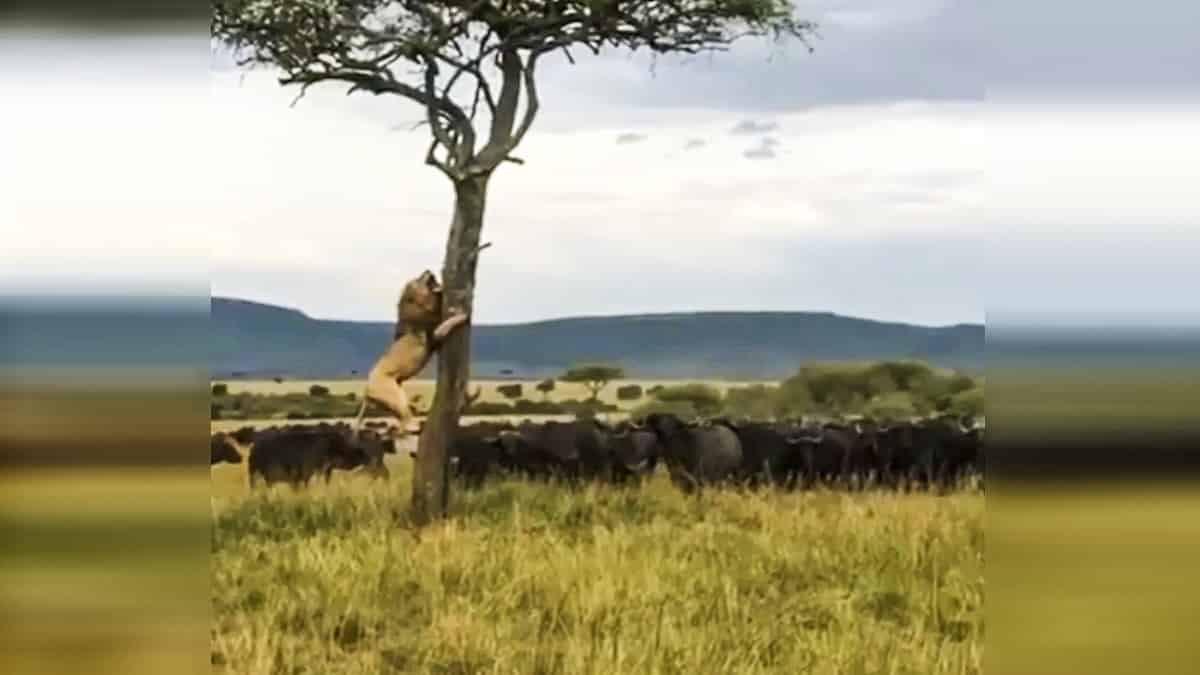 clásico Económico Prevalecer Un león se sube a un árbol para salvarse del ataque de una manada de búfalos