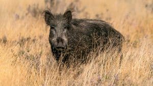 Investigadores, cazadores y ganaderos impulsan un Grupo Operativo para prevenir la Peste Porcina Africana en España