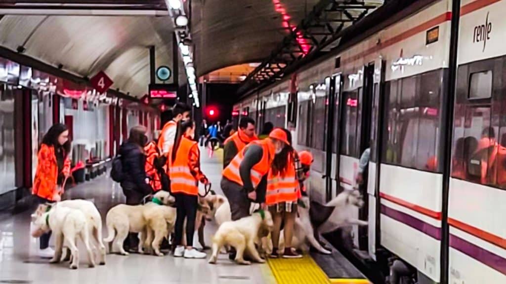 Los perros subiendo al tren. © A. T.