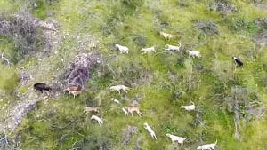 Este vídeo muestra a vista de dron la frenética persecución de toda una rehala a un jabalí