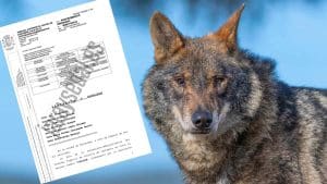 El TSJ de Cantabria desestima una demanda de ASCEL contra ganaderos, cazadores y administración por el control del lobo