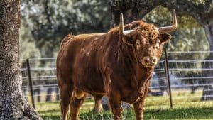 Encuentran en una finca de toros bravos el cuerpo sin vida de un hombre desaparecido en Palencia