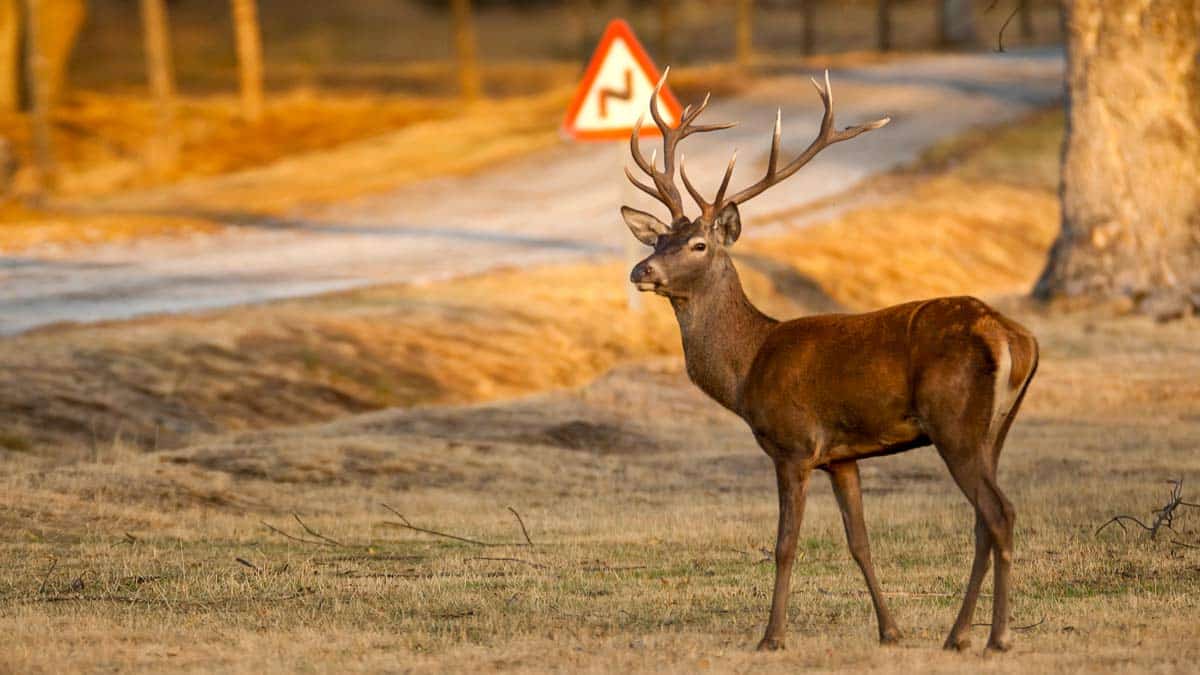 ¿Qué es un venado o ciervo? (Cervus elaphus) Jara y Sedal