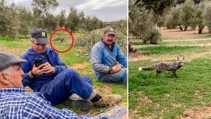 Un zorro sorprende a una cuadrilla de agricultores de Jaén