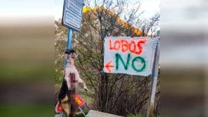 Cuelgan una cabra muerta por el lobo de una señal de tráfico en Asturias