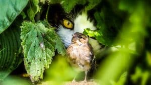 Las colonias felinas que quiere blindar el Gobierno son una amenaza para las aves urbanas, según un nuevo estudio