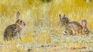 La Rioja impartirá un curso de trampeo a agricultores que necesiten controlar los conejos en sus siembras