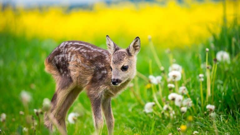 CORZO – Capreolus capreolus | Jara y Sedal