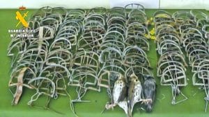 14.000 euros de multa por capturar 19 pájaros usando costillas en Jaén