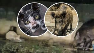 Los animalistas atraen a los jabalíes a las ciudades al alimentar a los gatos callejeros