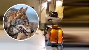 Un lobo entra en un pueblo y se lleva a un perro: «¿Y si hubiera sido un niño?»