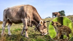 Habla la ganadera cuyas vacas han 'adoptado' y amamantado a una familia de jabalíes huérfanos en León