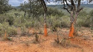 Los Parques Nacionales se están degradando tras prohibir la caza: Cabañeros pide medidas urgentes