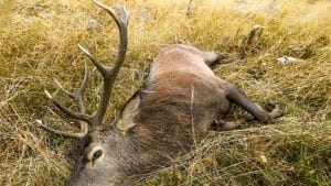 Aparecen centenares de ciervos muertos en Granada: podría deberse a una enfermedad pulmonar