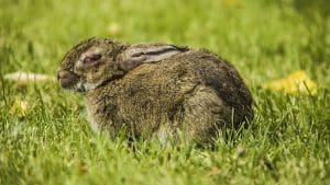 La temida mixomatosis vuelve a azotar a las poblaciones de conejos en España
