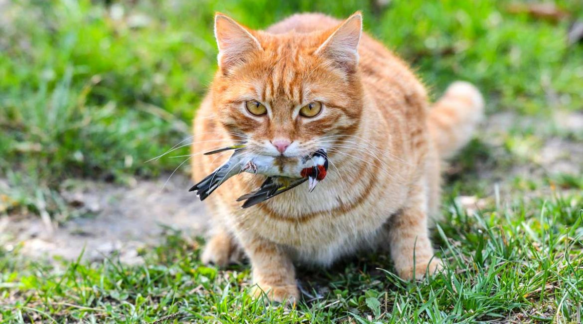 Un gato callejero tras cazar un jilguero.