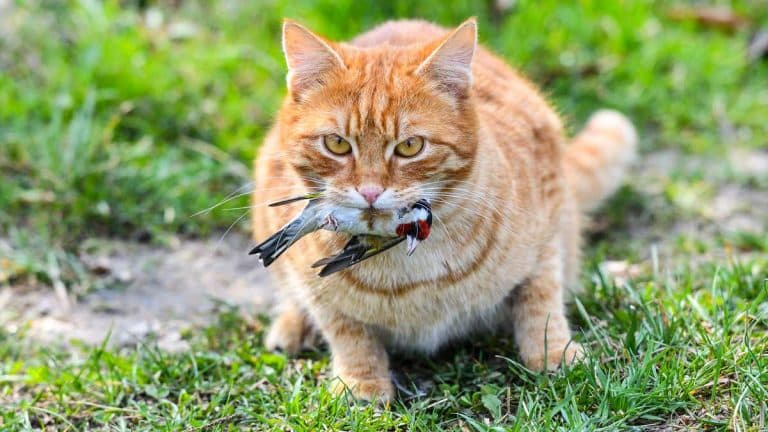 Un gato callejero tras cazar un jilguero.