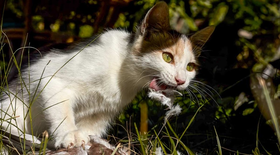 Salamanca da 40.000€ a una protectora para mantener gatos callejeros que acaban así con la fauna local