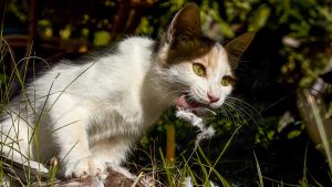 Salamanca da 40.000€ a una protectora para mantener gatos callejeros que acaban así con la fauna local