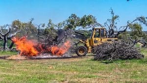 Las quemas de restos vegetales volverán a estar permitidas desde enero en las explotaciones agrícolas