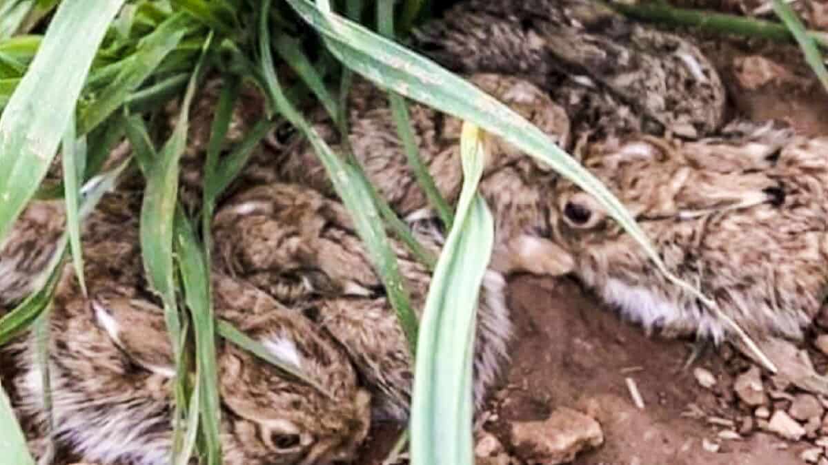 Imágenes que ilusionan: aparecen camadas de hasta seis lebratos en España
