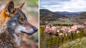 Graban a un lobo sentado a la entrada de un pueblo de Palencia sin inmutarse ante los ladridos de los perros