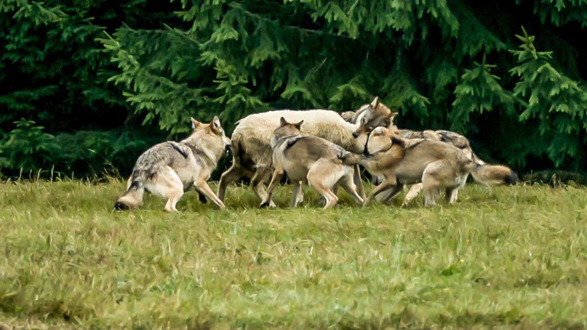 El Ministerio niega toda posibilidad de controlar lobos en Cantabria