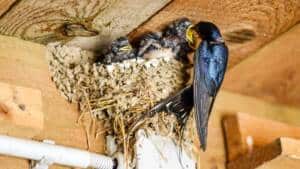 Destruir un nido de golondrinas puede costarte hasta 200.000 euros