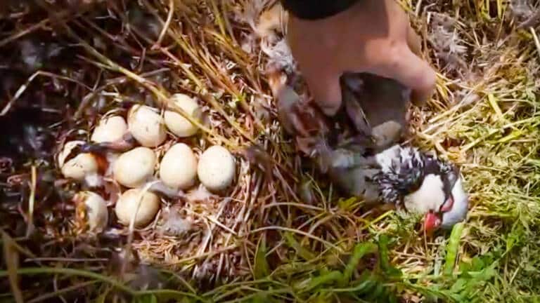 Encuentra una perdiz muerta en su nido tras el paso de una segadora y lleva los huevos a una incubadora
