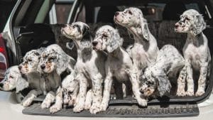 Lambán pide al Gobierno central que los perros de caza queden fuera de la Ley de Bienestar Animal
