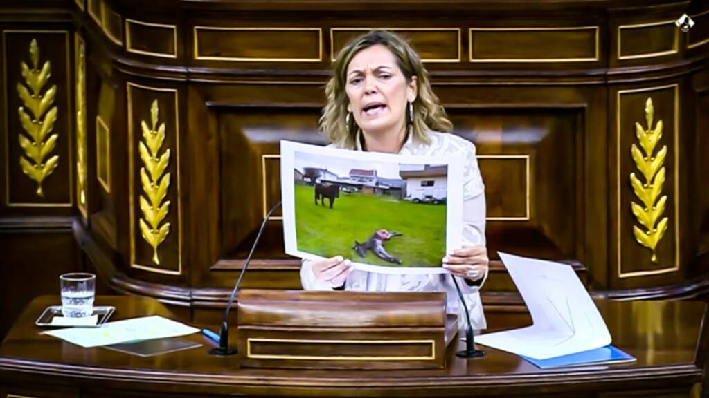 La diputada del PP Milagros Marcos muestra la imagen de un ataque de lobo en el Congreso.