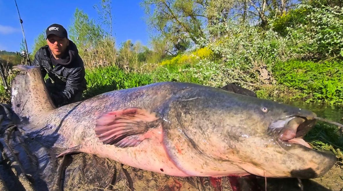 ¿Por qué es una mala noticia que se pesquen siluros como el monstruo del Ebro en España?
