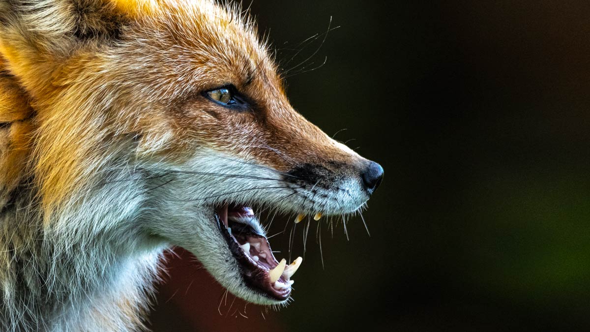 ¿Cómo influye el control de predadores