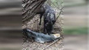 Un inteligente zorro se hace el muerto y logra engañar a un cazador y su perro