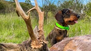 Nace ASERCIN, una asociación que adiestra a perros de rastro para caza de forma online y gratuita