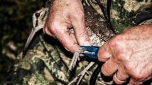 Capturan una becada anillada hace más de 12 años por un cazador