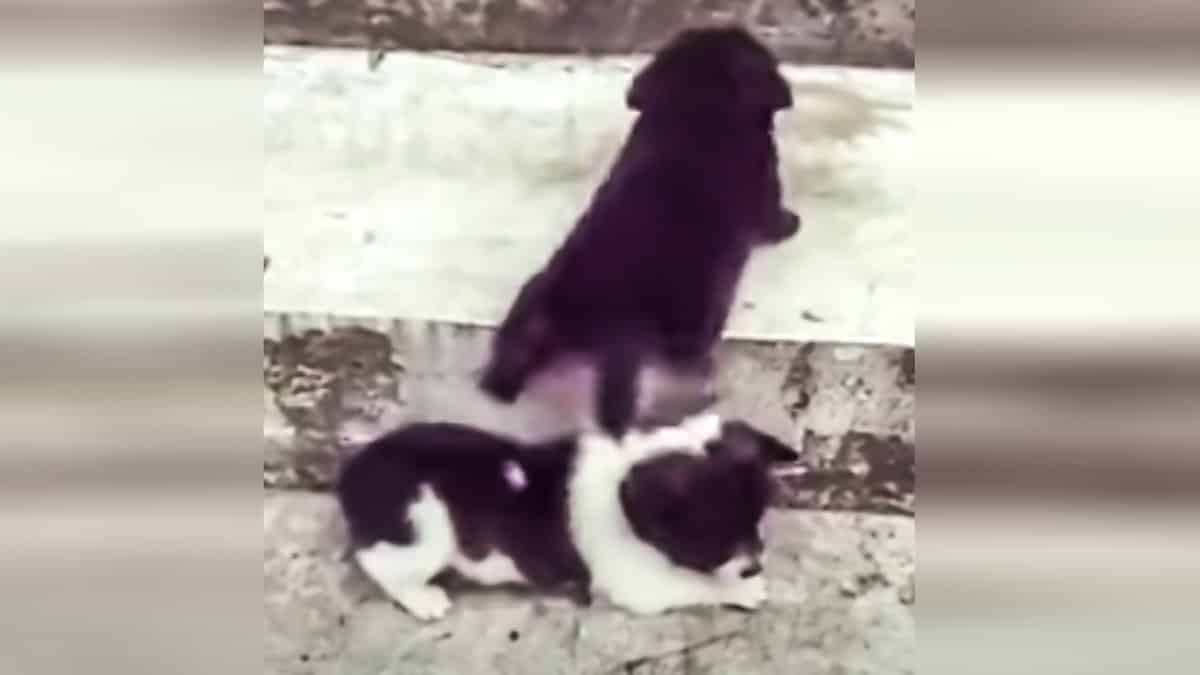 Un cachorro 'ayuda' a otro a subir por las escaleras